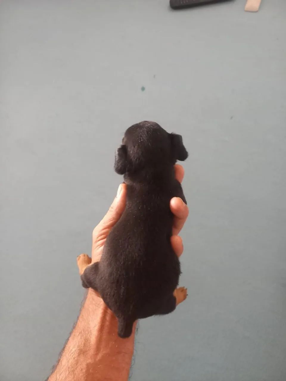 Pincher macho - Foto 2