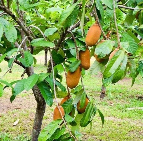 Cupuaçuzeiro (cupuaçu) - vendo mudas 70 a 90 cm - Foto 5