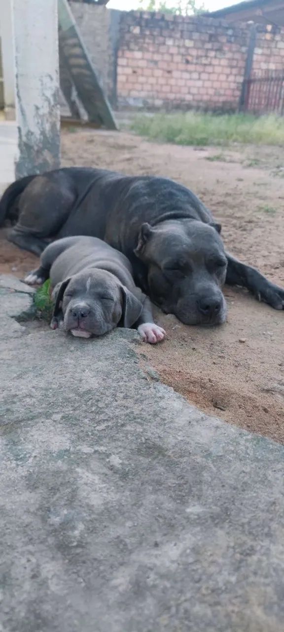Pitbull  - Foto 4