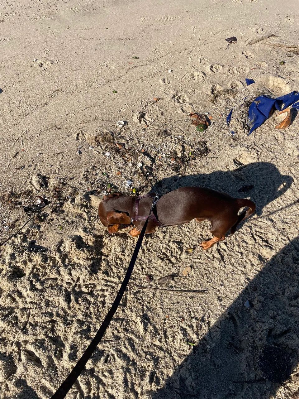Dachshund (Salsicha) puro com pedigree - macho - Foto 3