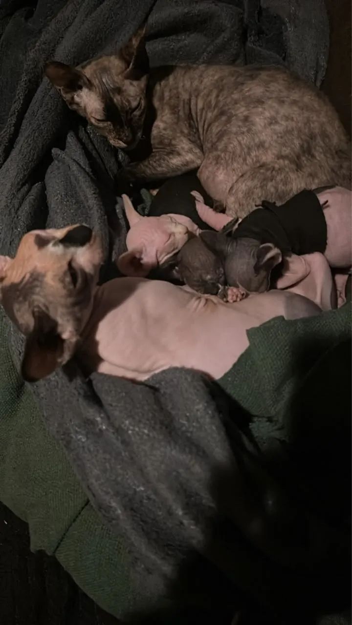 Gatos sem pelo (Sphynx) - Foto 3