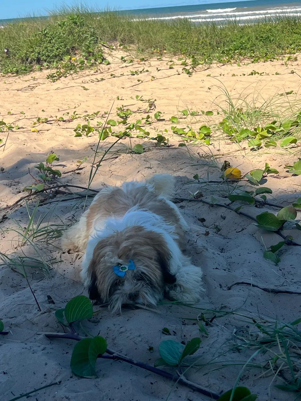 Vendo cachorrinha fêmea  - Foto 4