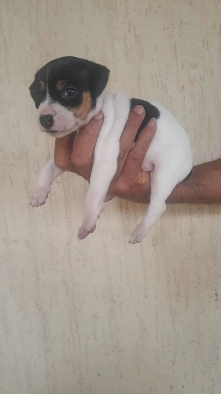 Animais de estimação - Foto 6