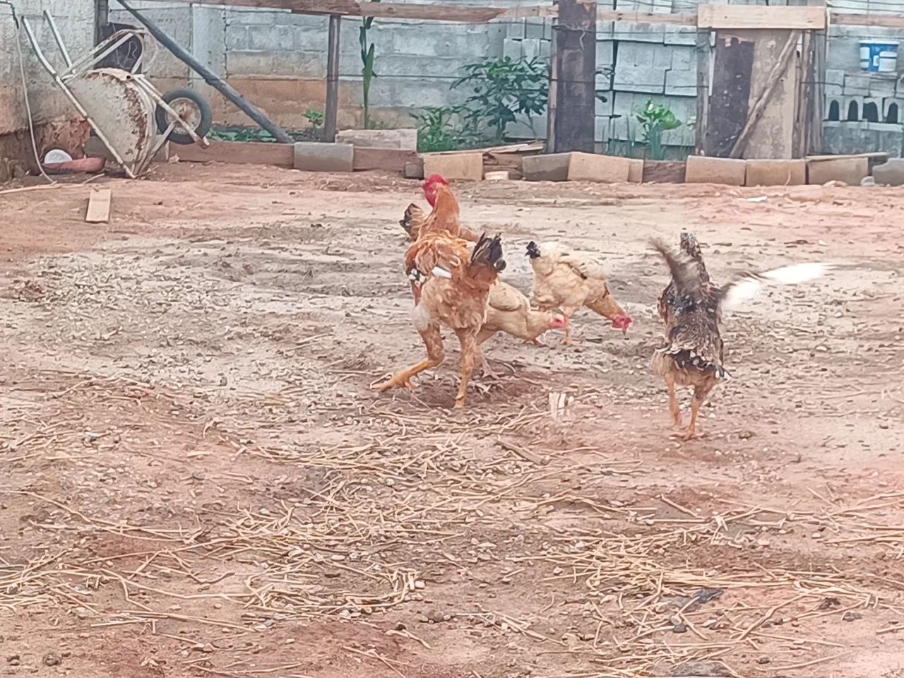 Vendo galinhas  - Foto 4