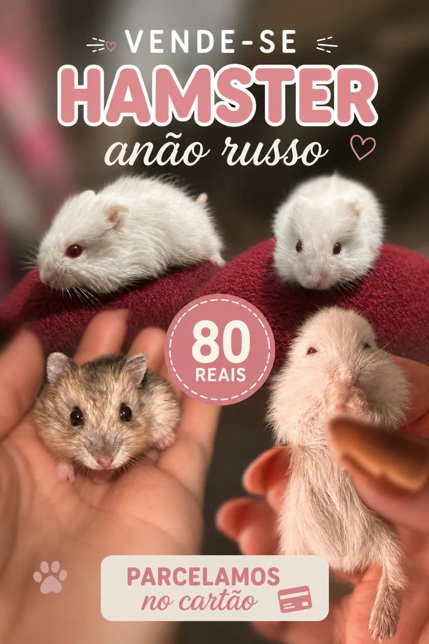 Hamster anão russo  - Foto 4