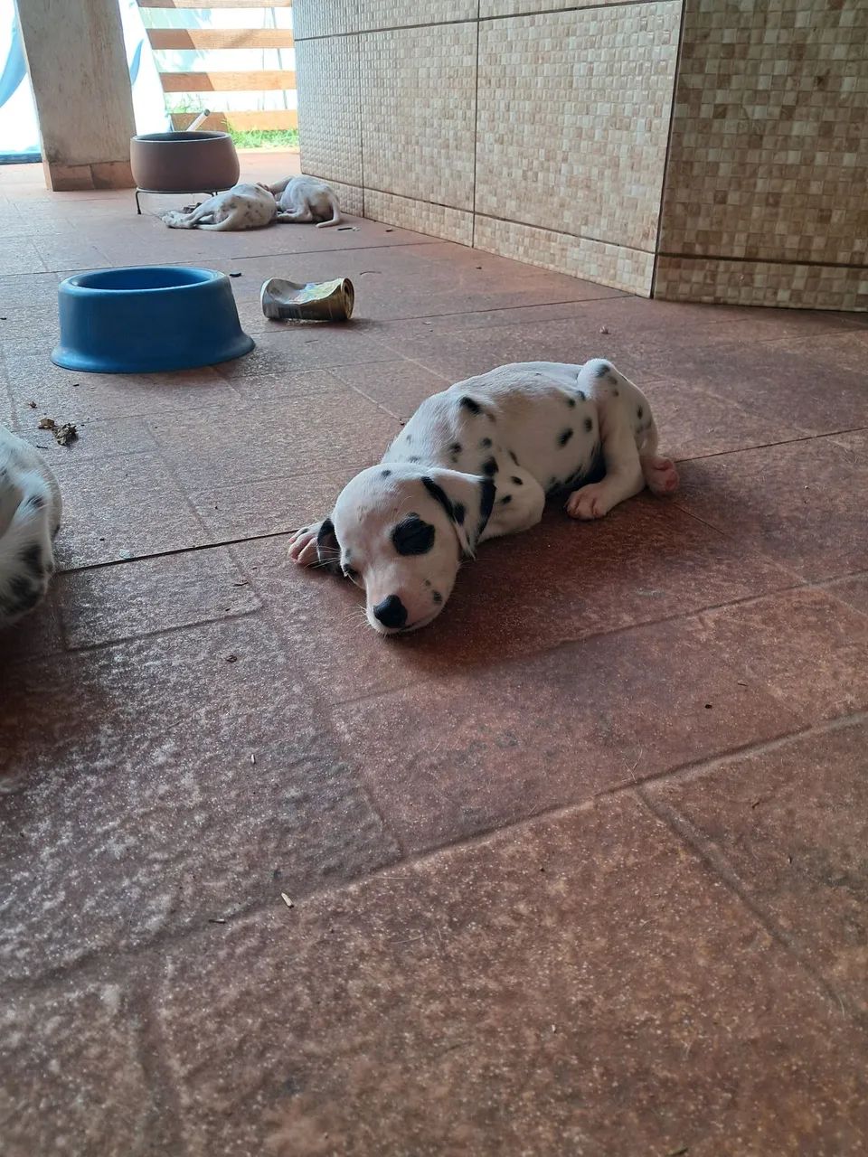 Filhotes Dálmatas  - Foto 4