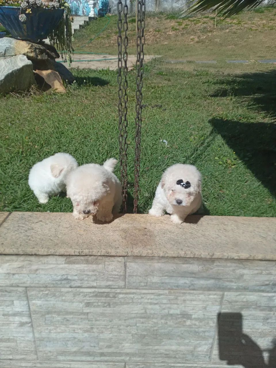 Poodle toy 