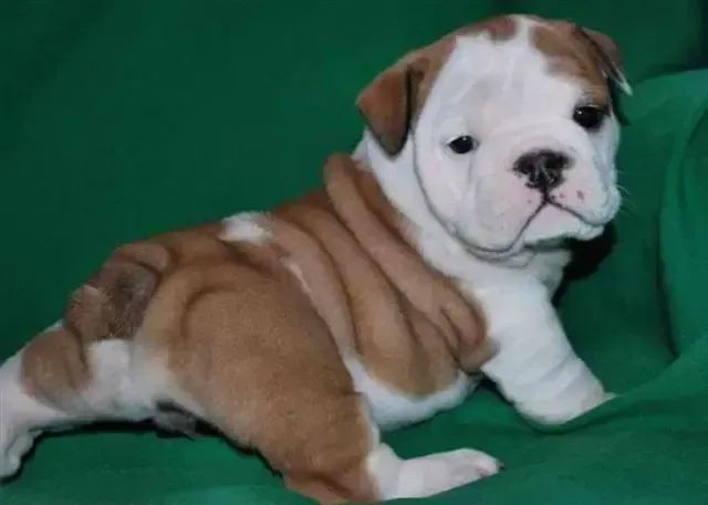 Bulldog Ingles 