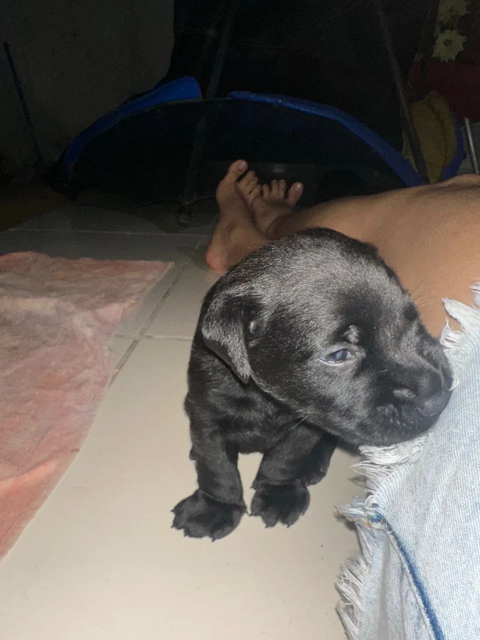 Filhote de labrador  - Foto 3