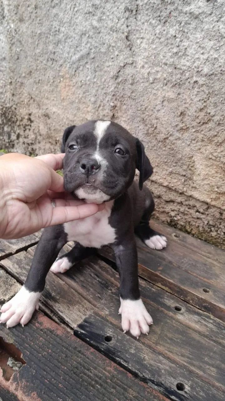 PITBULL MACHO BARATO - Foto 2