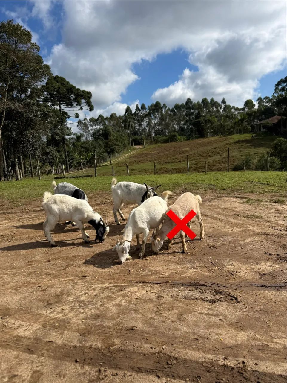 Cabras de leite e Bodes cabra e Bode - Foto 4