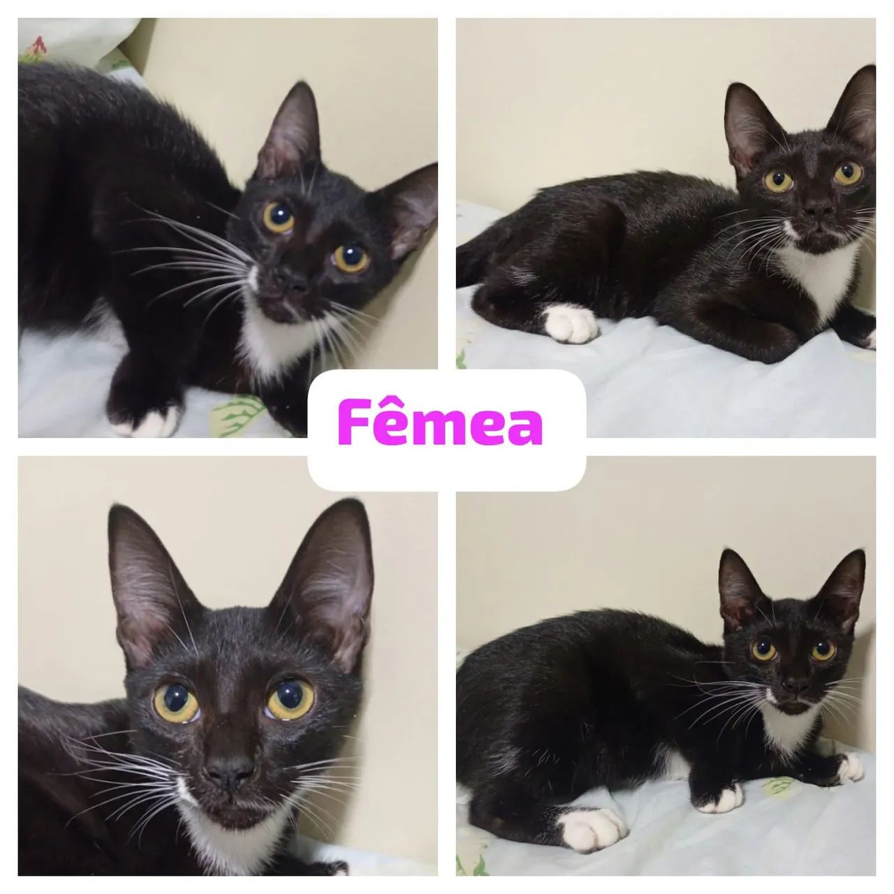 Gatinhas para adoção  - Foto 4