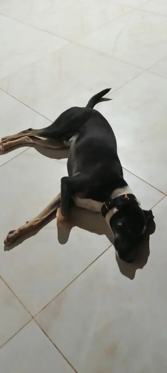 Cachorro 8 meses para doação  - Foto 3