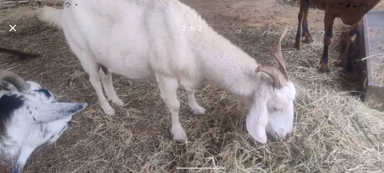 Cabras - Foto 3