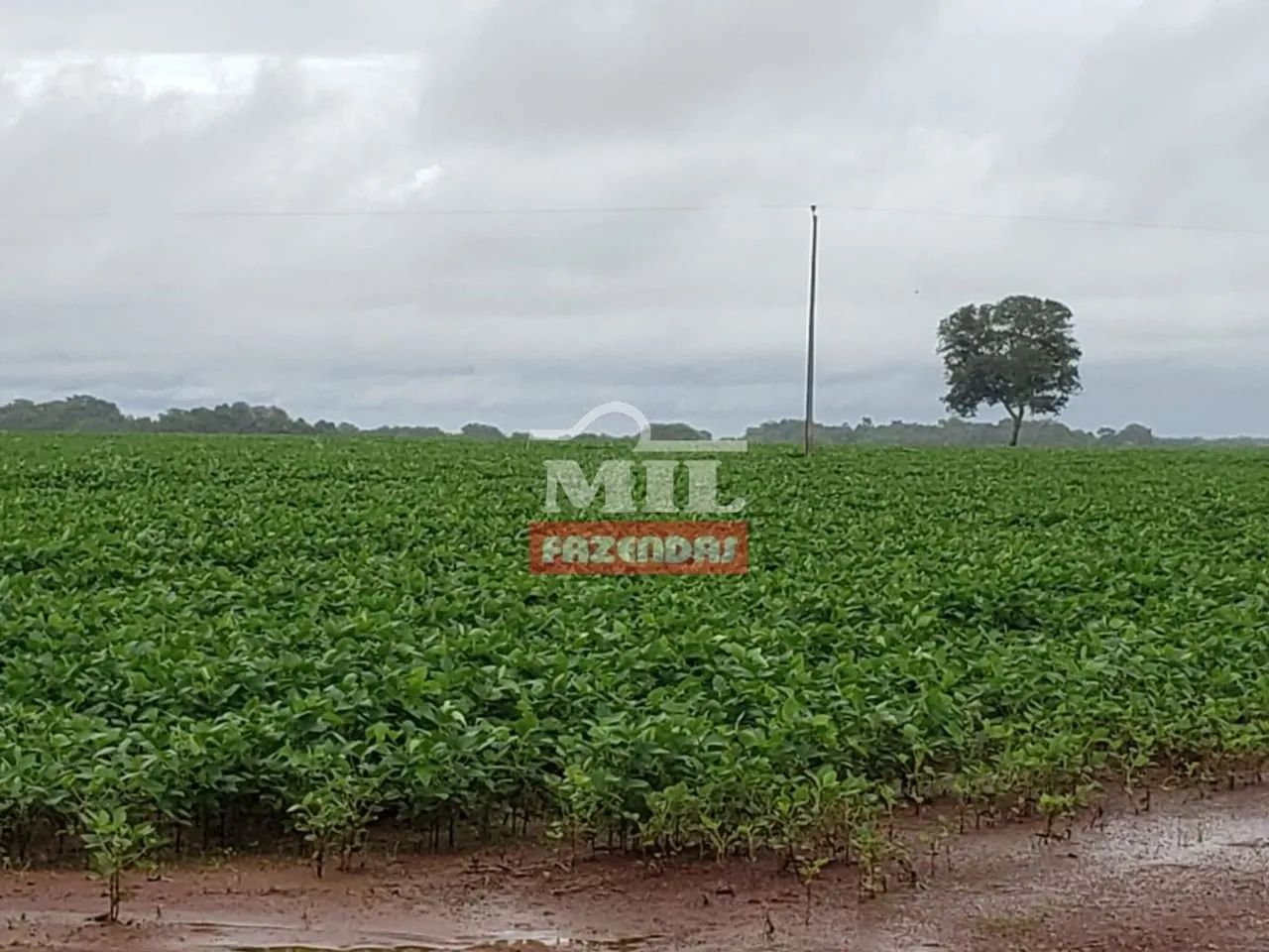 Fazenda em Araguaçu-TO