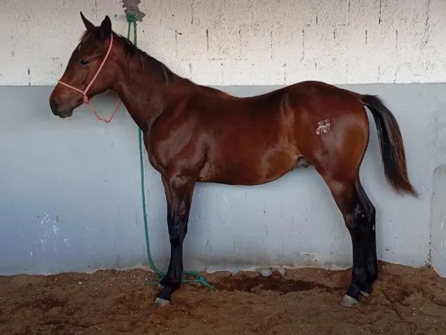 Potro quatro de milha PO