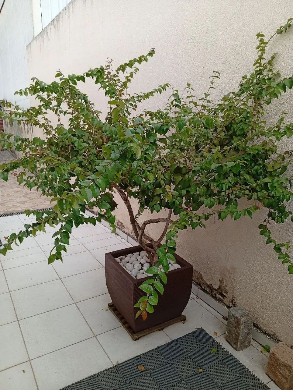 Vaso frutífera Pitangueira - Foto 2