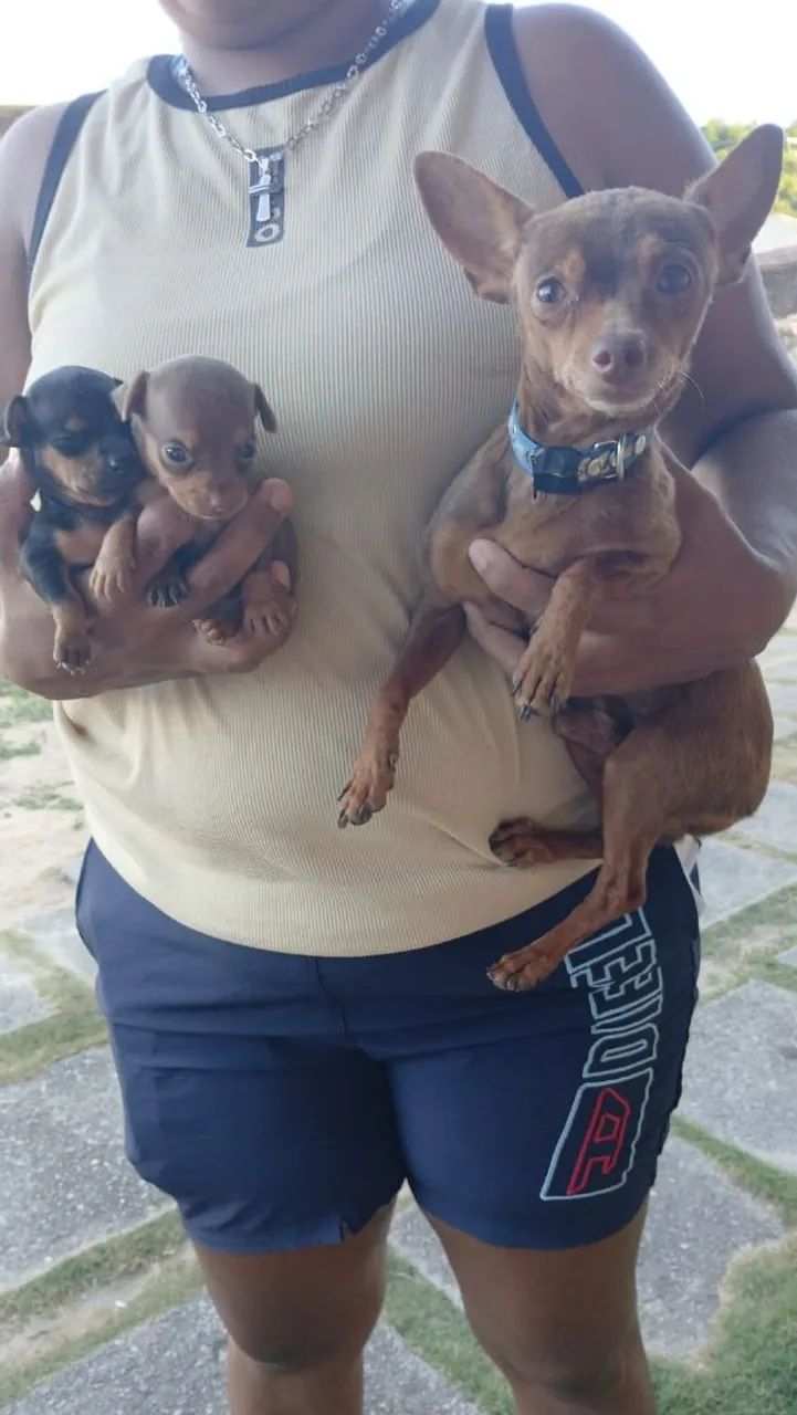 Pinscher zeroooo  - Foto 3