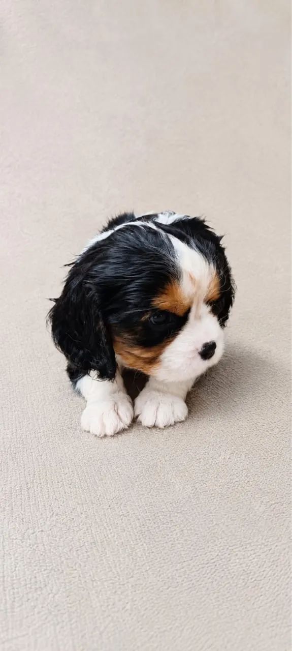 Filhotes de Cavalier King Charles Spaniel - Foto 2