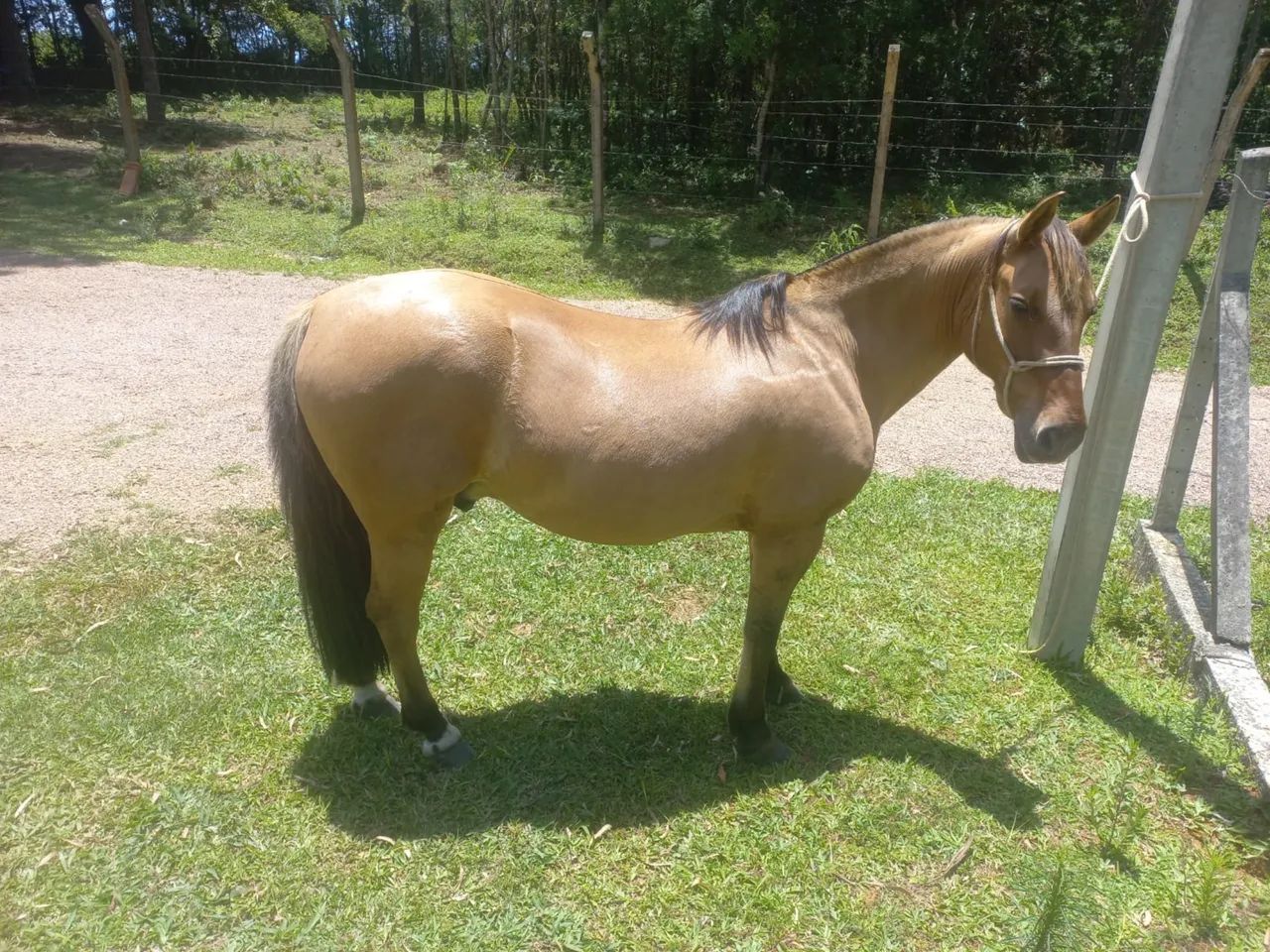 Cavalo crioulo - Foto 4