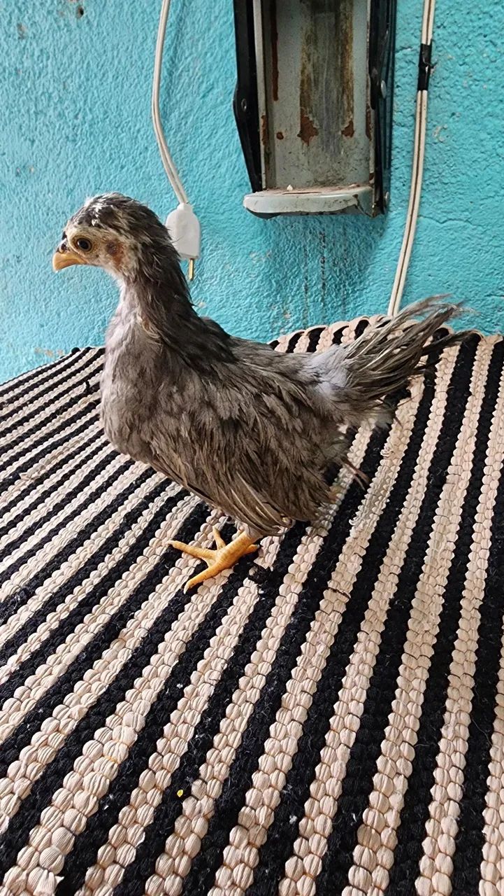 Casal de Nagasaki  - Foto 6