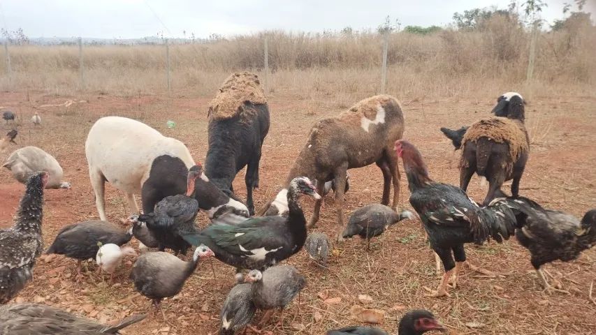 Vendo carneiro 