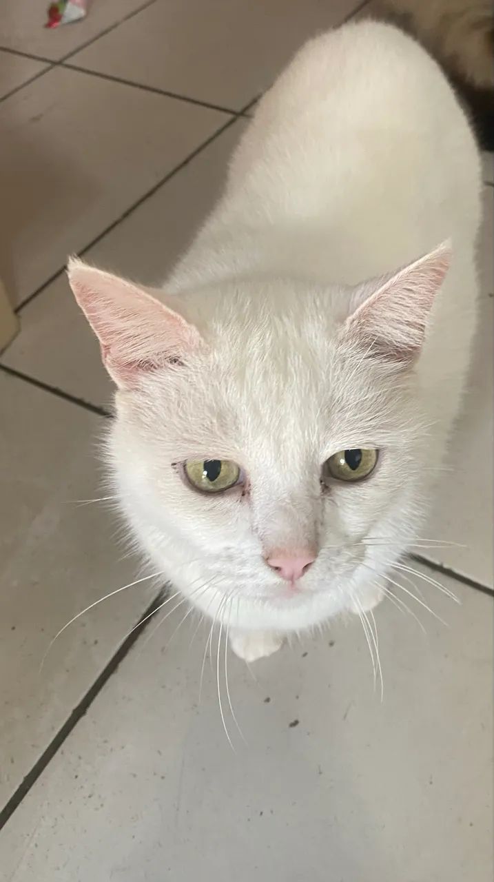 Doação de gato branco 