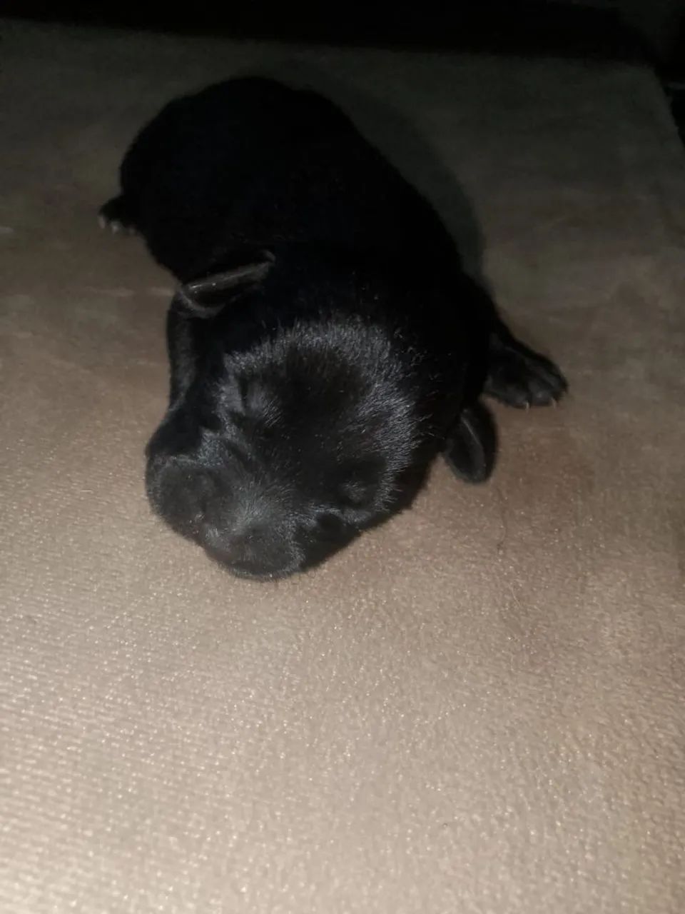 Doação de cachorrinhos  - Foto 4