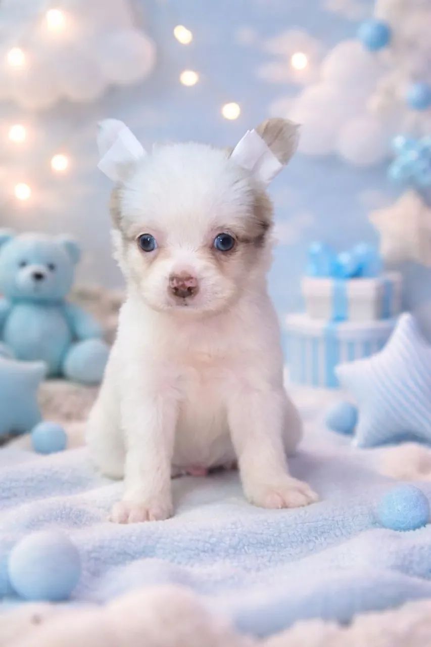 Chihuahua machinho pelo longo  - Foto 2