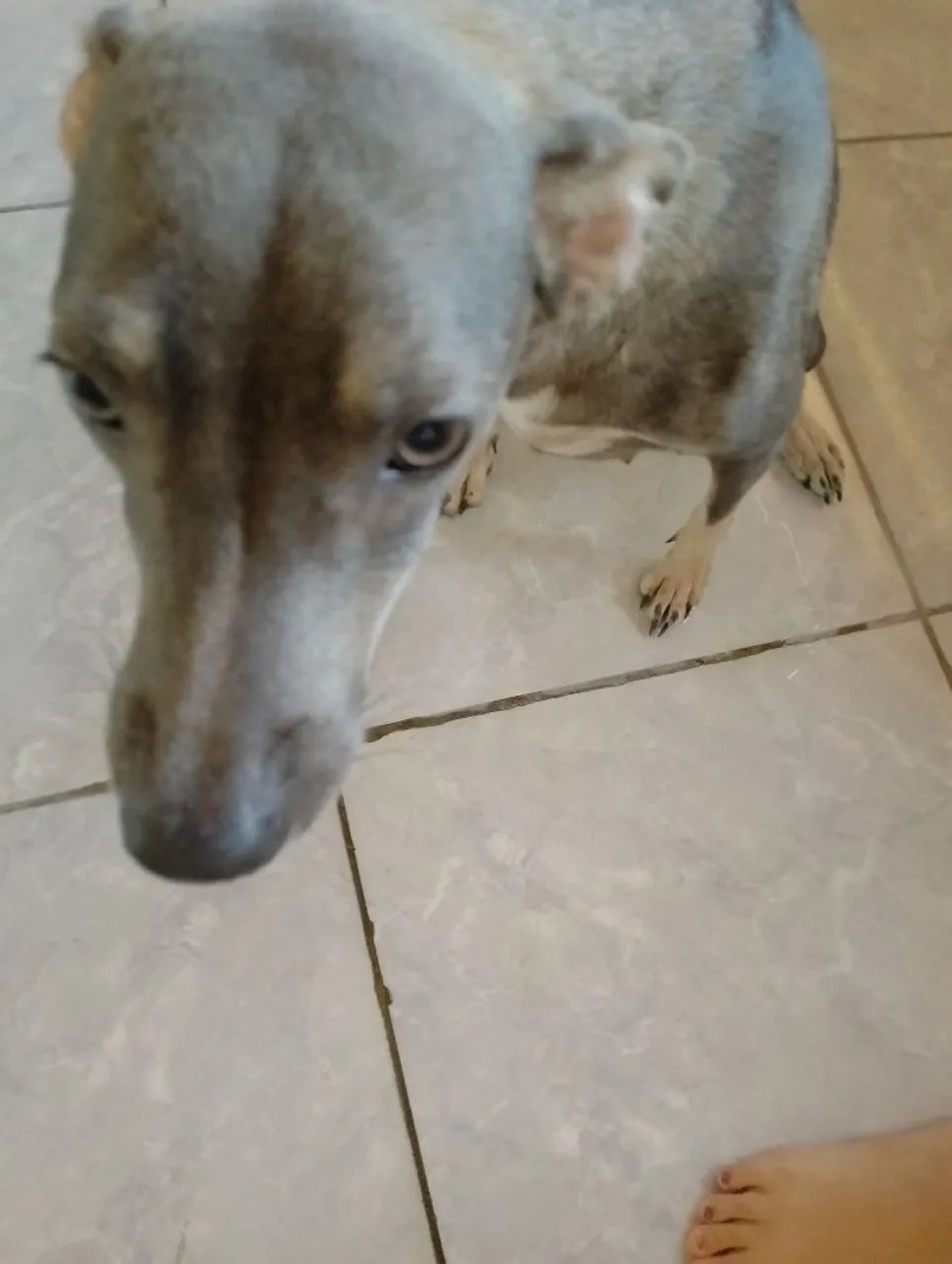 Pets para adoção  - Foto 4