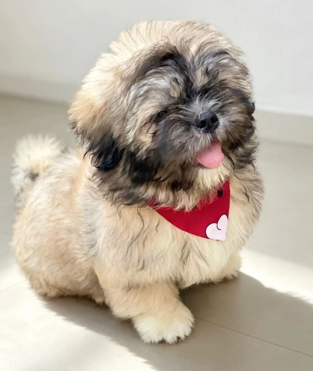 Filhotes de Shihtzu - Foto 2