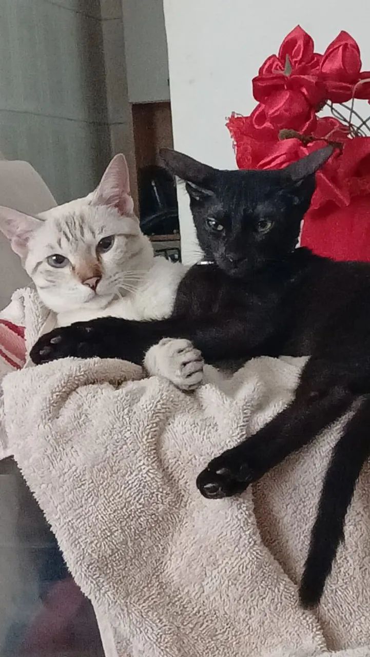 Gato doacao - Foto 2