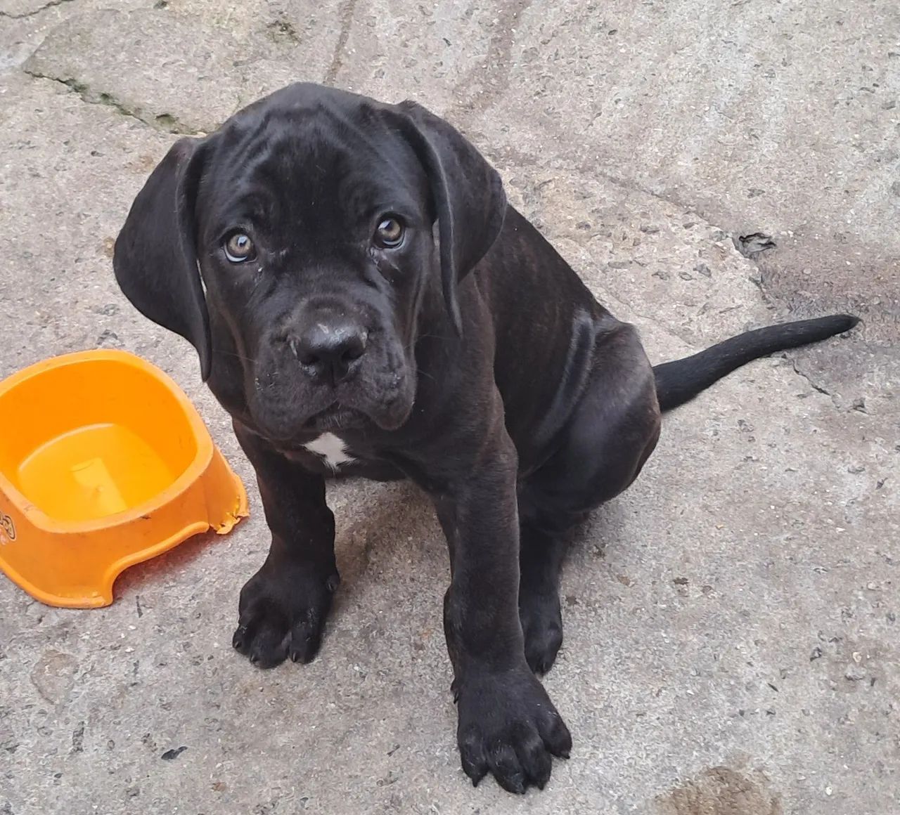 Cane corso filhotes - Foto 4