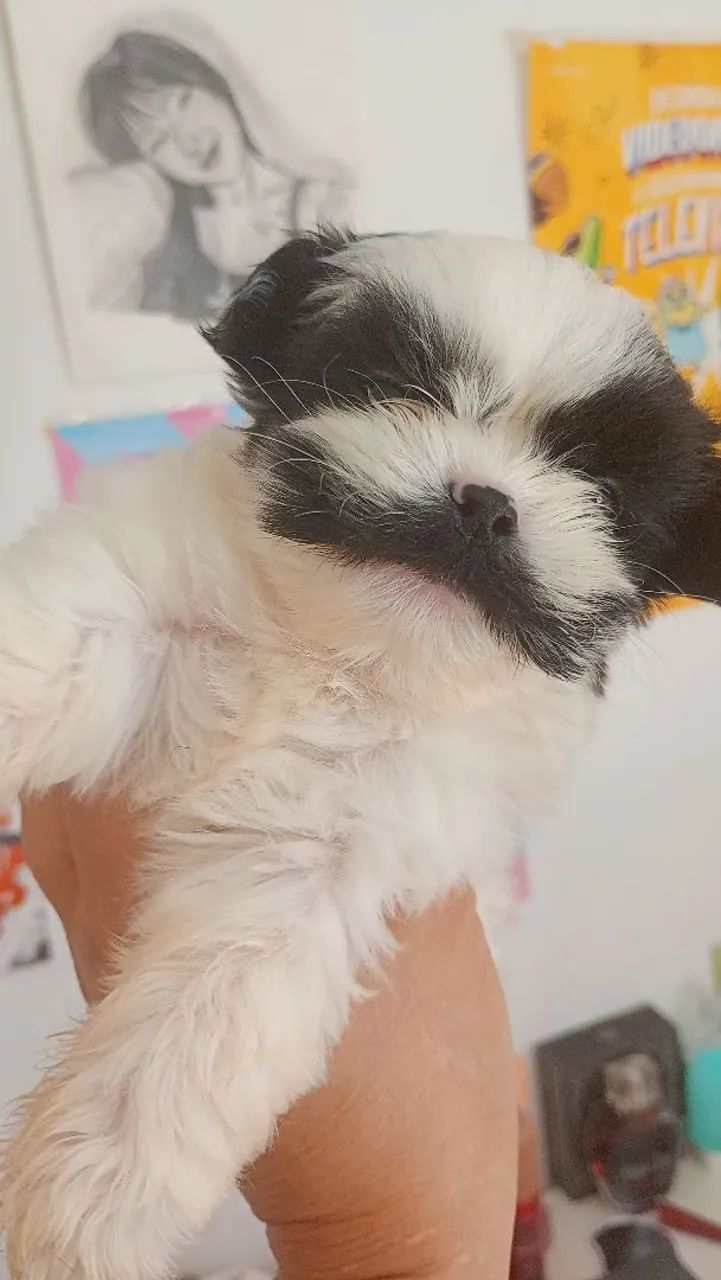 Bebe de shitzu macho  - Foto 5
