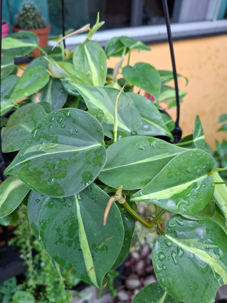 Planta