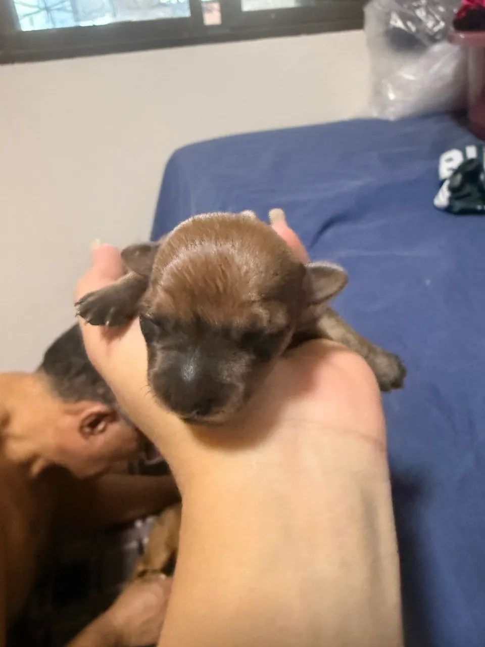 Pinscher  - Foto 2