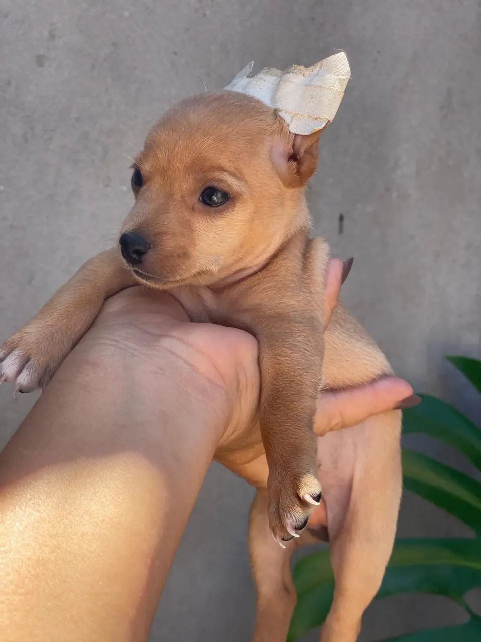Disponível  - Foto 4