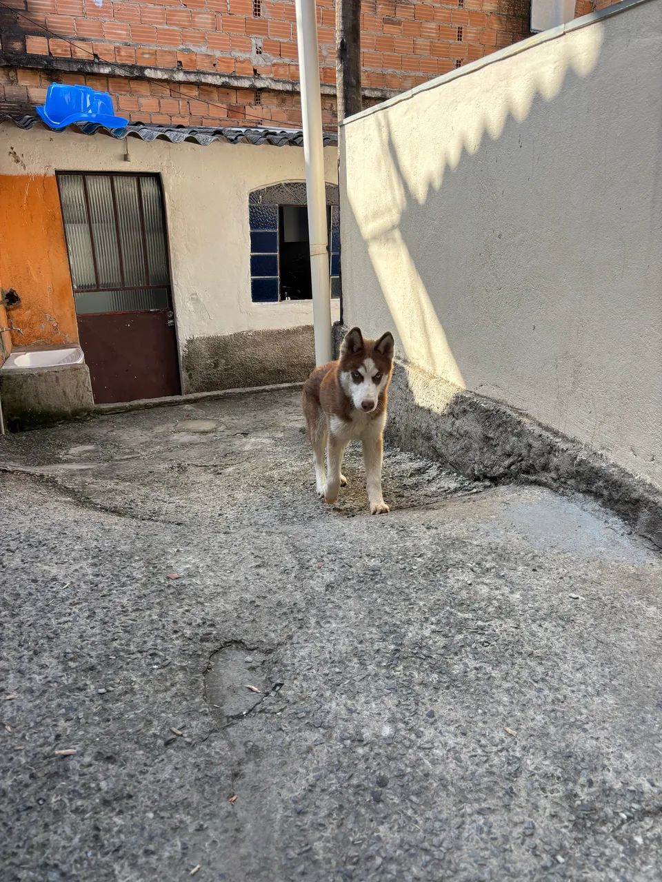 Husk siberiano  - Foto 3