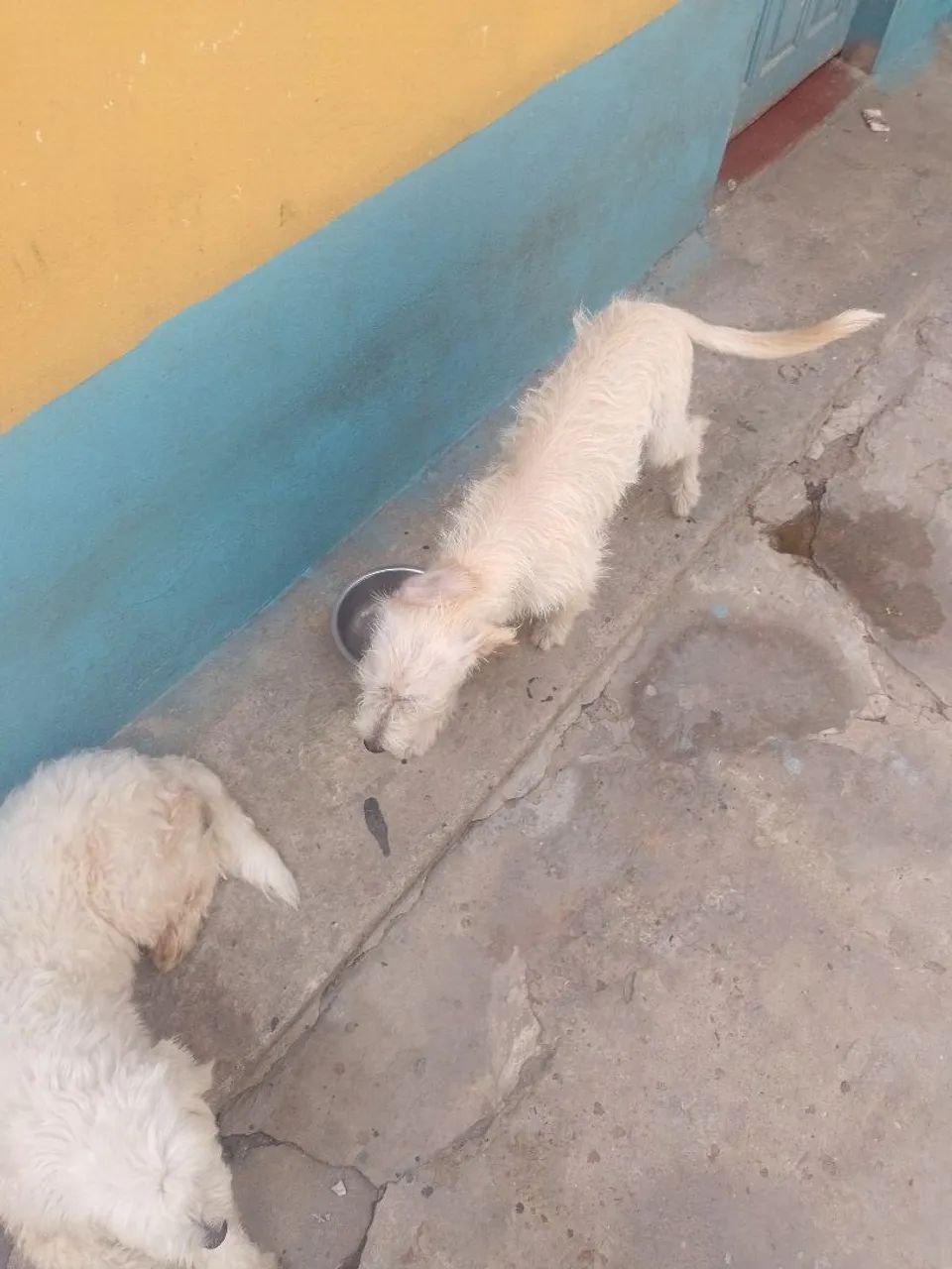 Cachorro para doação  - Foto 4