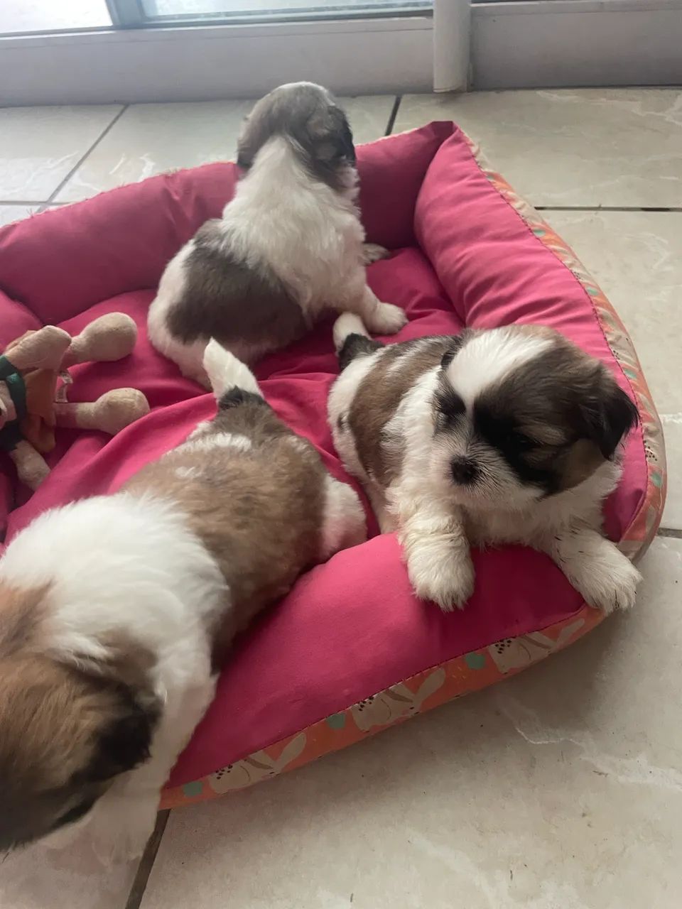 Shitzu  - Foto 2
