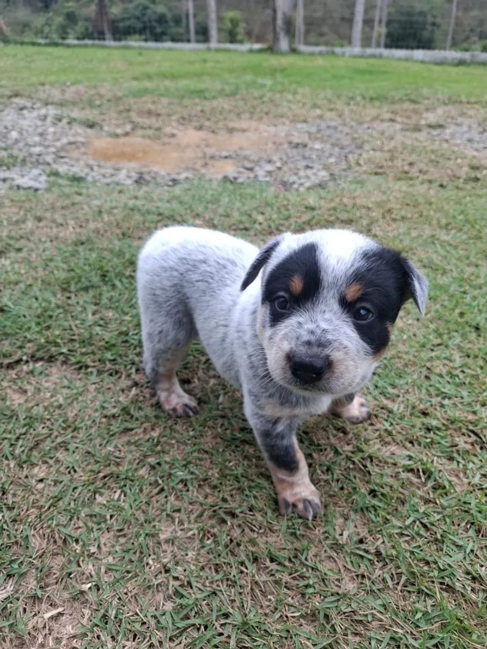 Filhotes de BlueHeeler  - Foto 2