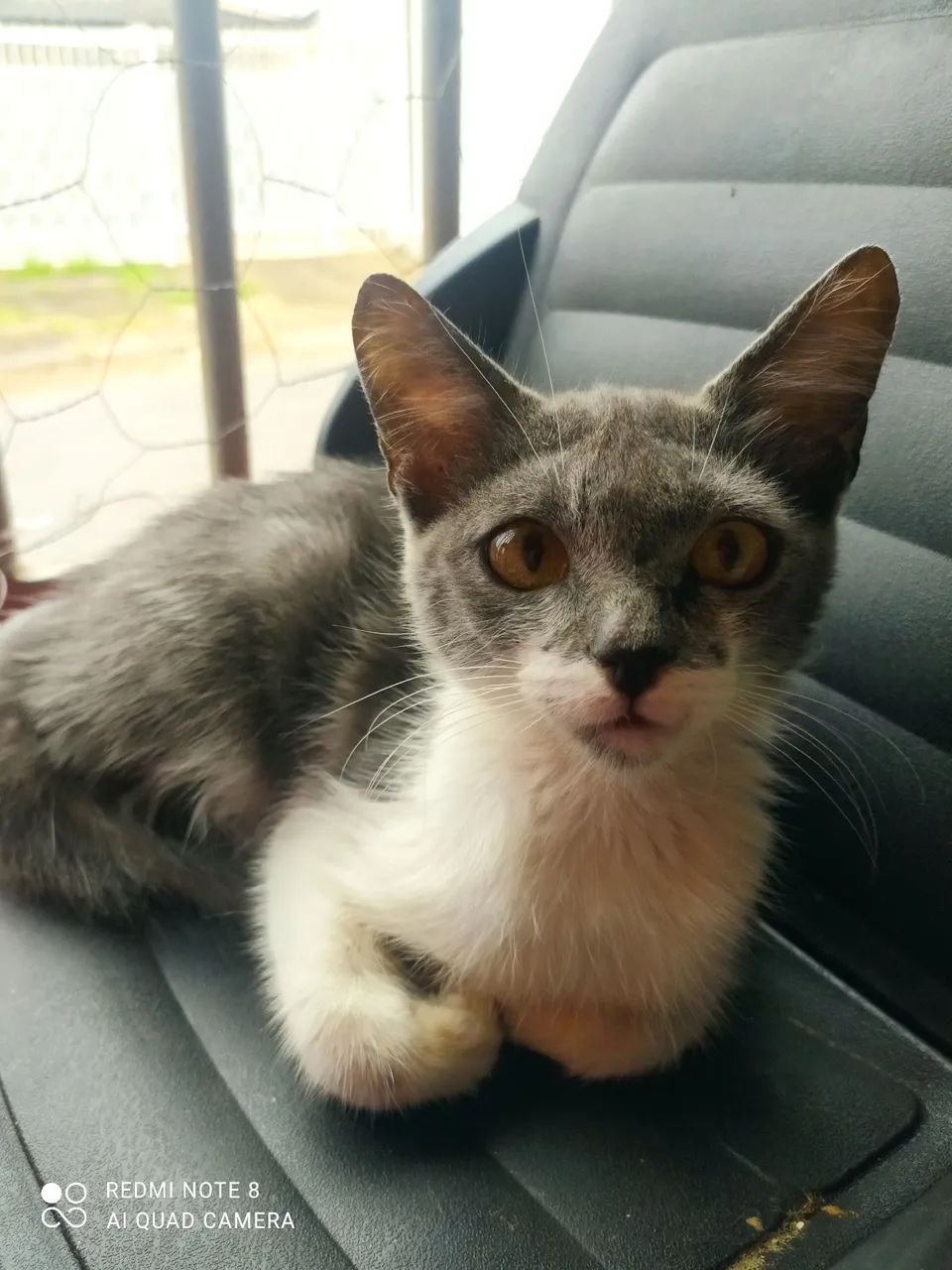 Gatos para doação, desde filhotes a adultos - Foto 3