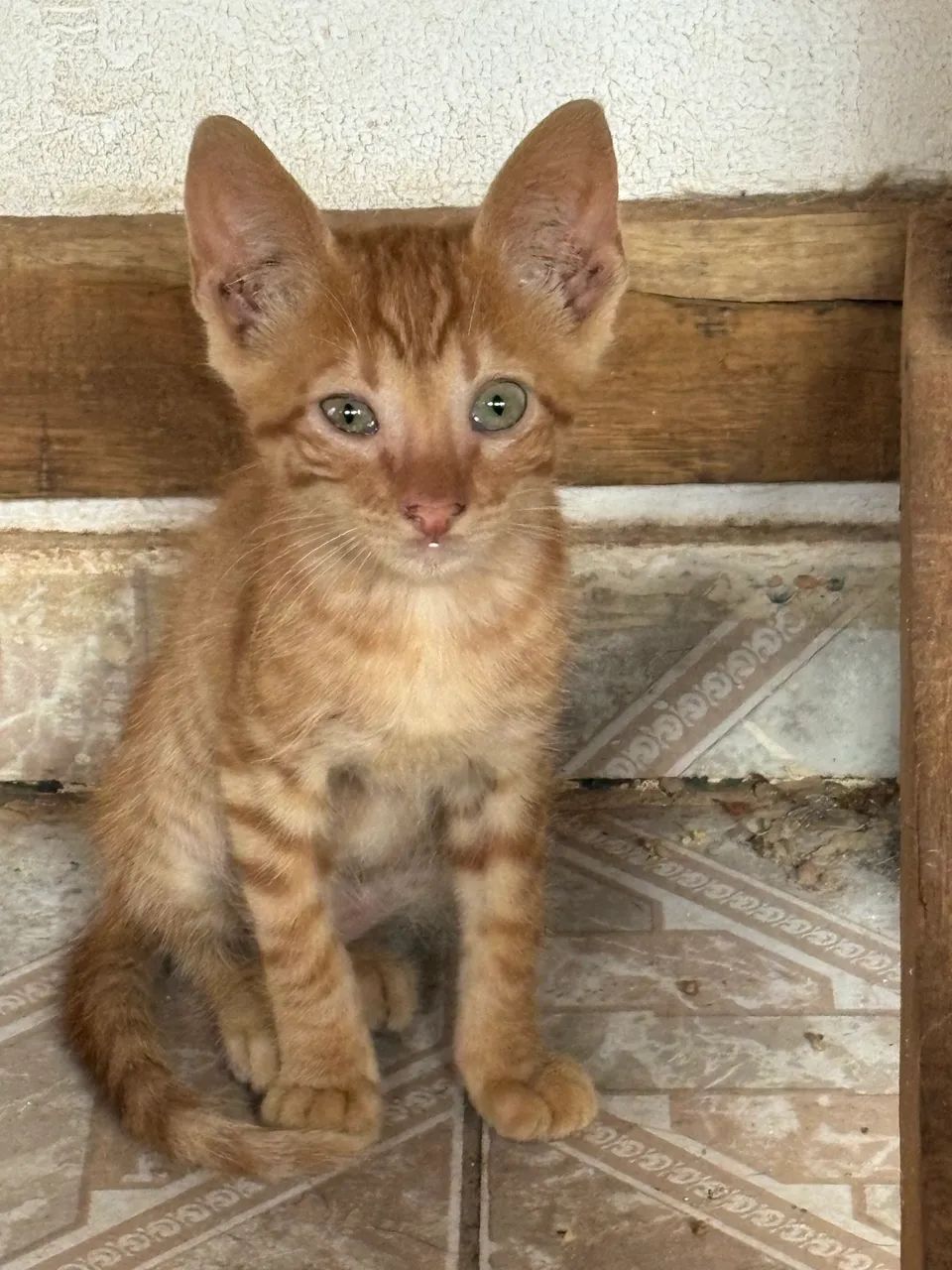 Doação de gatos!  - Foto 2