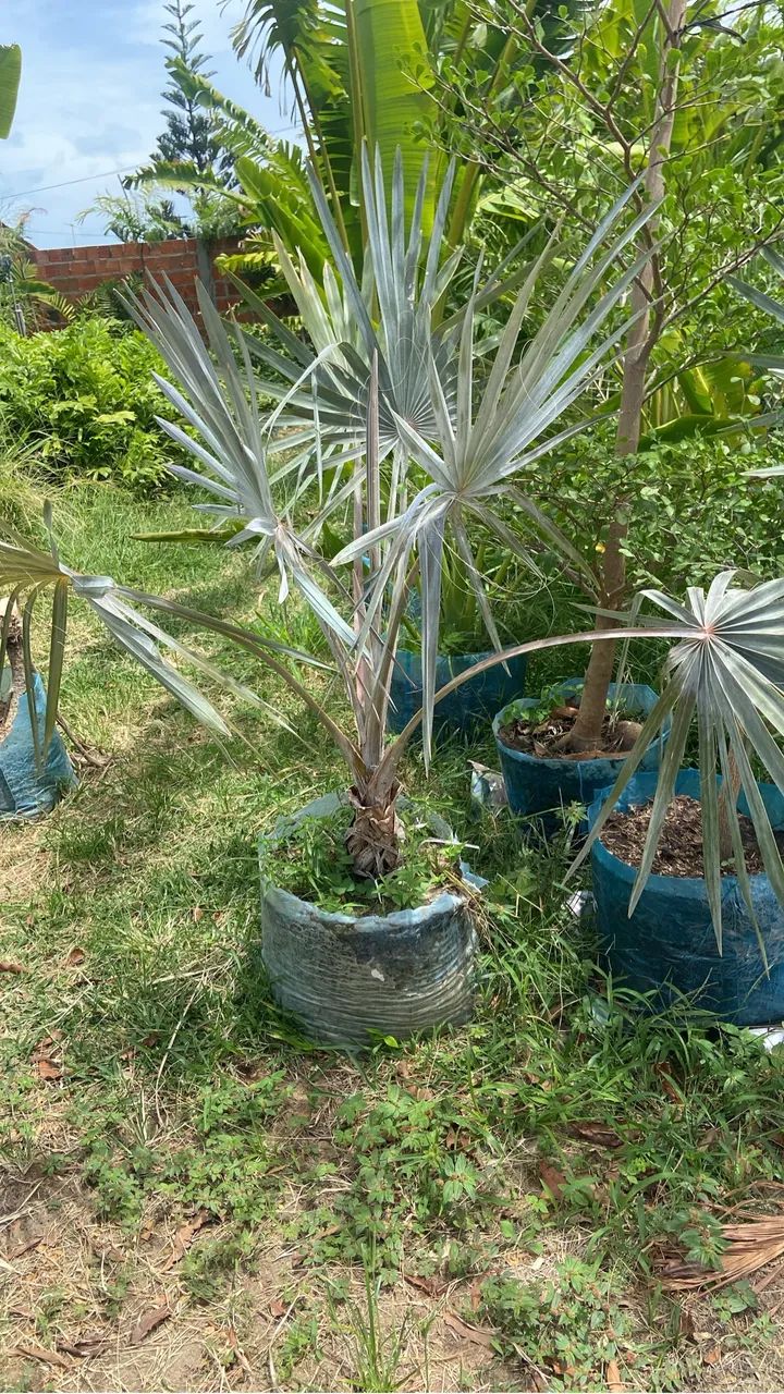 Palmeira azul - Foto 2