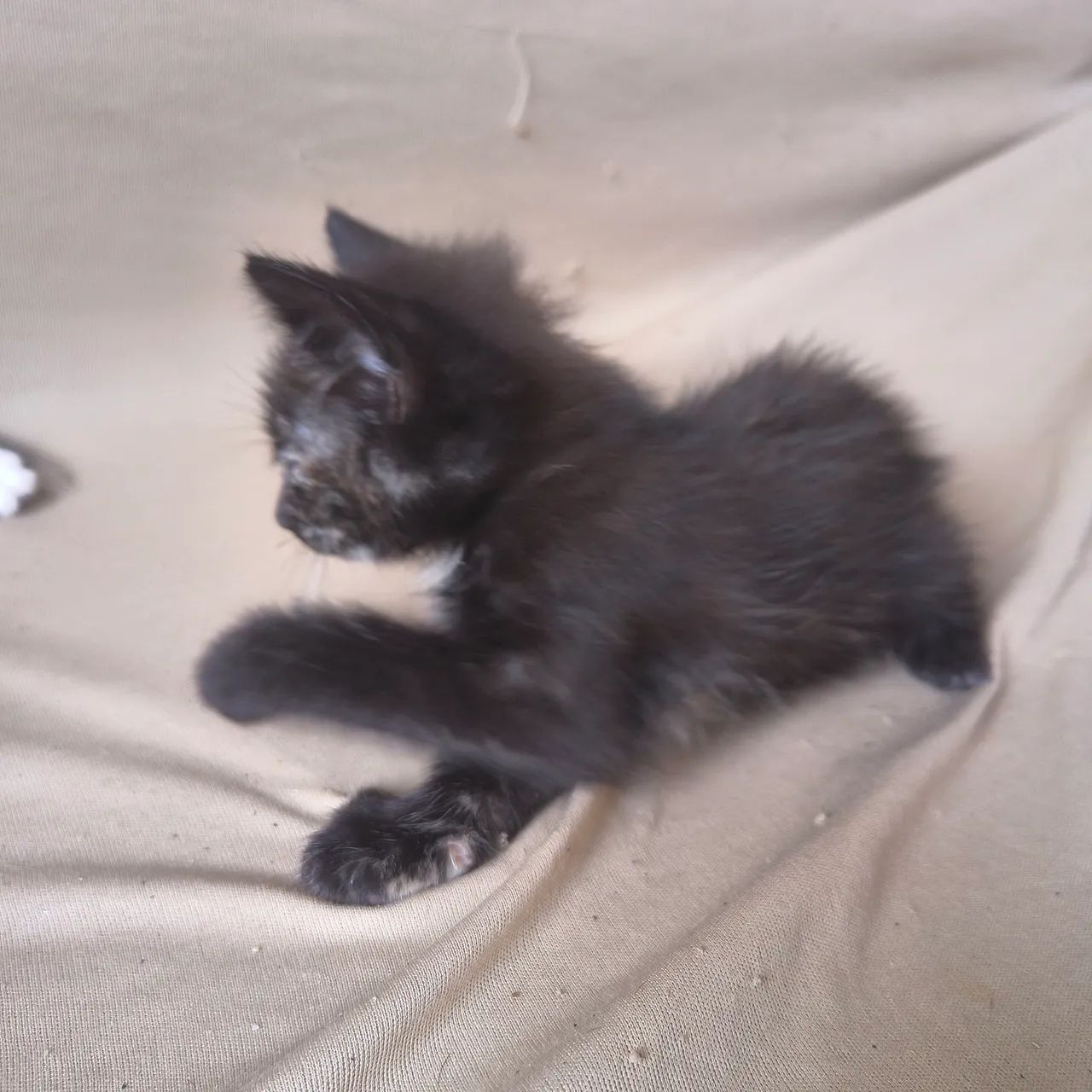 Estou doando filhotes de gato - Foto 6