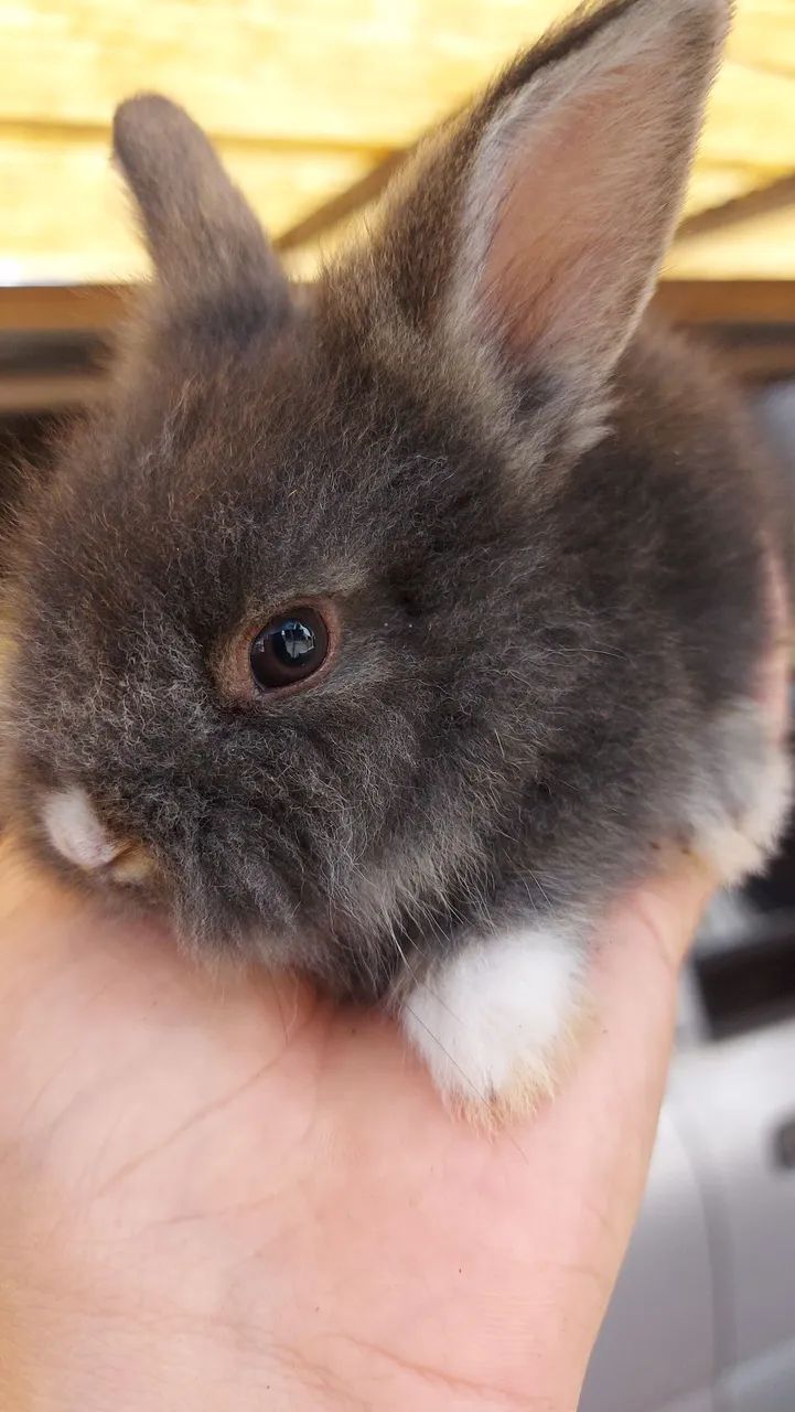 Últimos 5 Mini Lionhead disponíveis em Curitiba - Foto 6