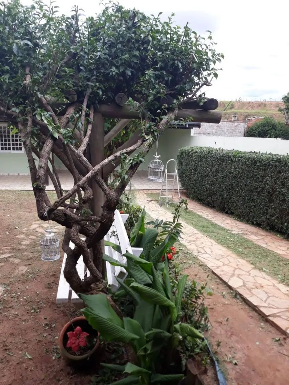 Poda de árvores 