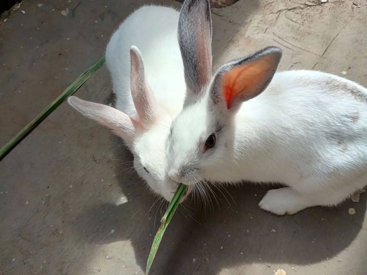 Adoção responsável! - Foto 3