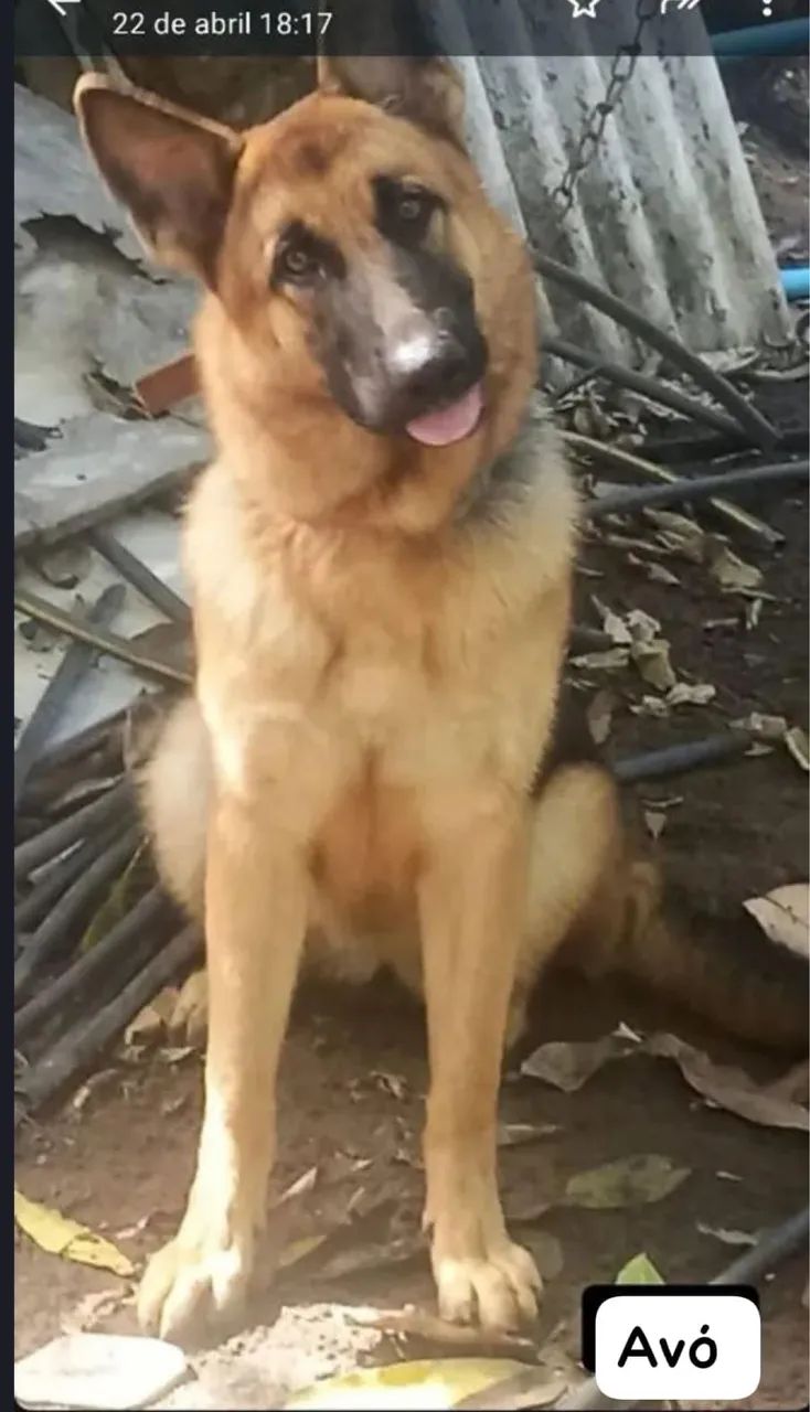  Cachorro Pastor Alemão Capa Preta - Foto 2