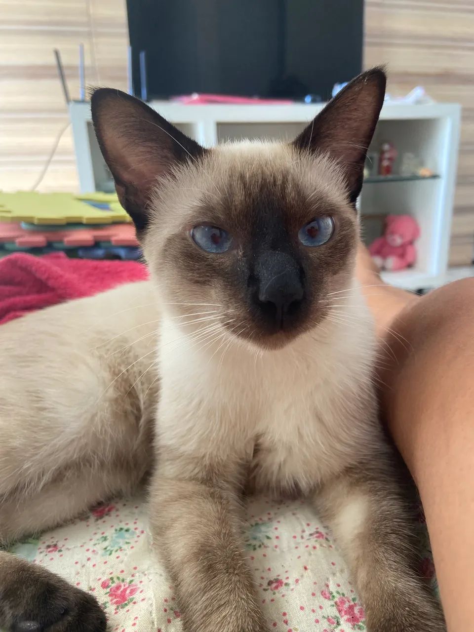 Gato  - Foto 2